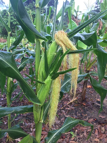 a corn