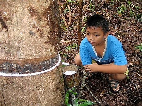 Jotu' or rubber sap is collected by cutting the bark