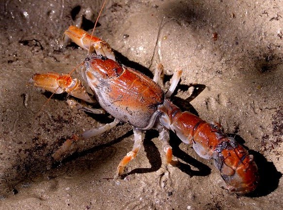 A Ngoang or mud crayfish