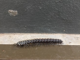 a giant millipede