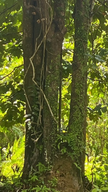 Taas Image 2